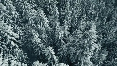 Drone Video of Snowy Pine Trees in a Serene Winter Forest Landscape Stock Footage 297536266