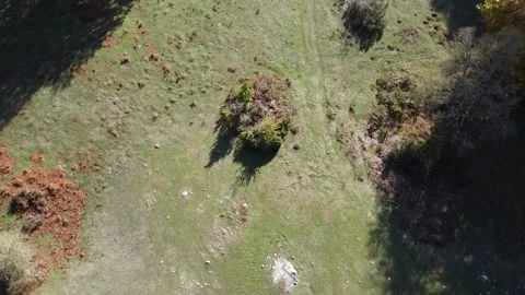 Drone video spiral view of a tree 库存影片 232127382