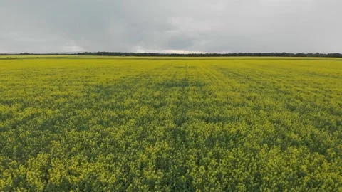 Drone video starting low and then rising over a large field of blooming canola Stock Footage 135273829