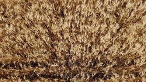 Drone video starts low above a wheat field and rises to show a vast crop. Stock Footage 116752728
