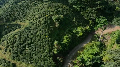 Drone video of tea garden and roads between of tea estates in darjeeling, ind Video stock 168956845