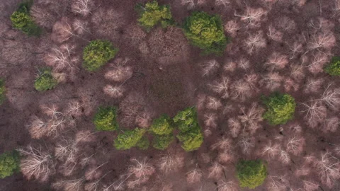 Drone Video - Topshot of spring forest with pines and trees without leaves Stock Footage 173608891