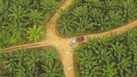 Drone video of tractor in the middle of palm plantation Video stock 262602364