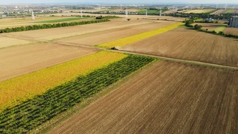 Drone video of Tractor plough work on a large field with vineyards wheat Stock Footage 249834812
