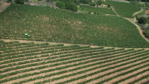 Drone video of a tractor which is cutting brunches on a grape plants. Harvest se Stock Footage 221720323