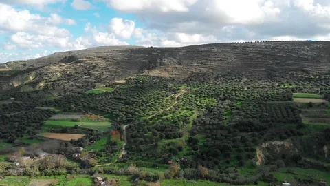 Drone Video of trees and plants in a forest in Greece with mountains Video stock 128411944
