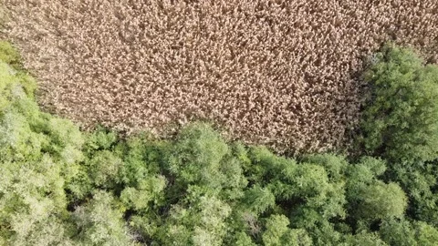 Drone video of trees moving 库存影片 231112907