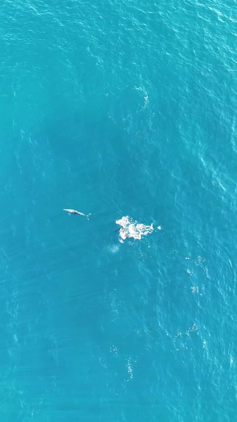 Drone video of two striped dolphins swimming in Estepona, Spain Stock Footage 319635868