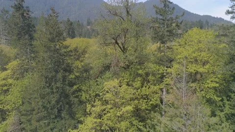 Drone Video vertical on the Elwha River Washington State Stock Footage 165526932