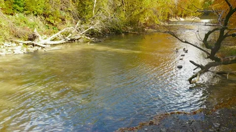 Drone video at very low angle near Mallard ducks by the river in St-Eustach.. Stock Footage 256077584