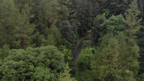 Drone video view of the jungle in the beautiful mountains in Indonesia Stock Footage 204995719