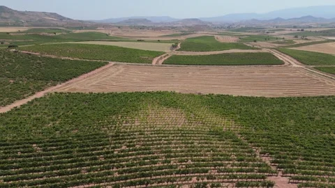 Drone video of vineyard rows in Spanish Rioja region with sunlight and moun.. Stock Footage 315431653