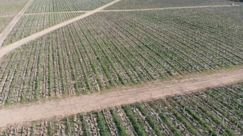 Drone video of vineyards Video stock 186504361