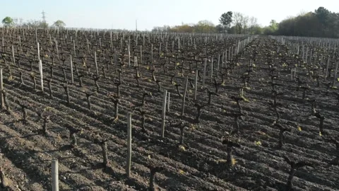Drone video of vineyards Video stock 186504417