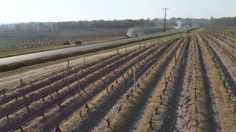 Drone video of vineyards Video stock 186504428