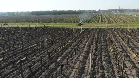 Drone video of vineyards Video stock 186504494