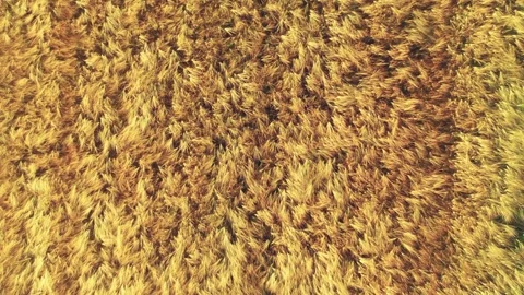 Drone video of a wheat field on a summer morning Stock Footage 196146089
