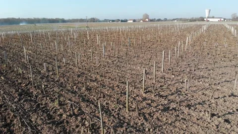 Drone video of Wineyards Video stock 186504469