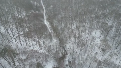Drone video of winter forest flyby Stock Footage 300003612