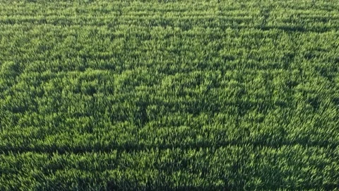 Drone Video of young wheat field arable land in spring Stock Footage 237618949