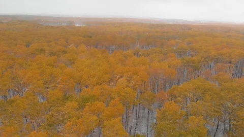 Drone view above a bright orange colored autumn forest after the first snow Stock Footage 117566216