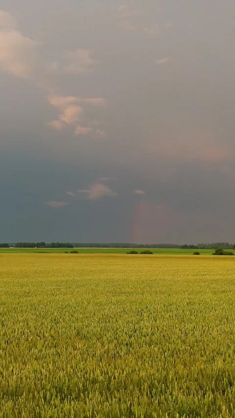 Drone View Above Golden Grain Field Beneath Dramatic Storm Clouds With Bright Stock Footage 340914515