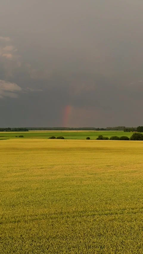 Drone View Above Golden Grain Field Beneath Dramatic Storm Clouds With Bright Stock Footage 340915230