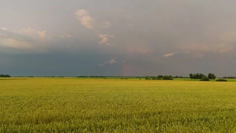 Drone View Above Golden Grain Field Beneath Dramatic Storm Clouds With Bright Stock Footage 340915288