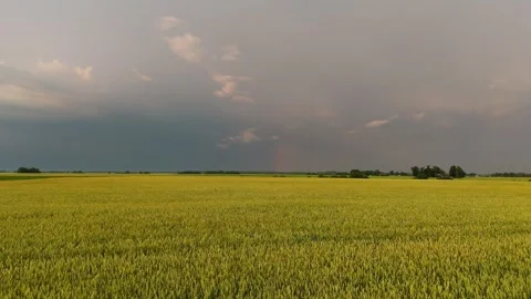 Drone View Above Golden Grain Field Beneath Dramatic Storm Clouds With Bright Stock Footage 340916283