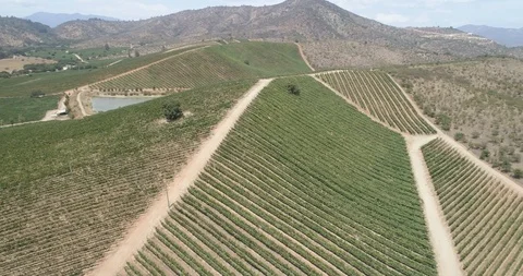 Drone View Above Grape Vine Field in a Winery Vineyard Stock Footage 103739141