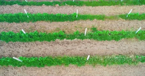Drone View Above Grape Vine Field In A Winery Vineyard 스톡 동영상 107573921