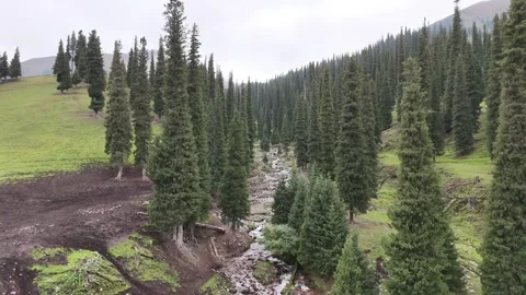 Drone view above green alpine forest valley and mountain slopes in Xinjiang Stock Footage 337886985
