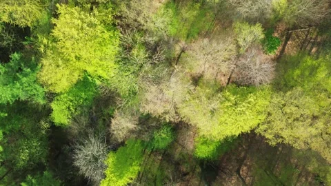 Drone view from above of a green deciduous forest in spring with many different Stock Footage 345759829