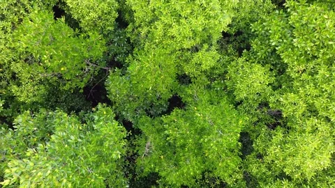 Drone view from above of mangrove forest in Langkawi, Malaysia, getting higher Stock Footage 155764797