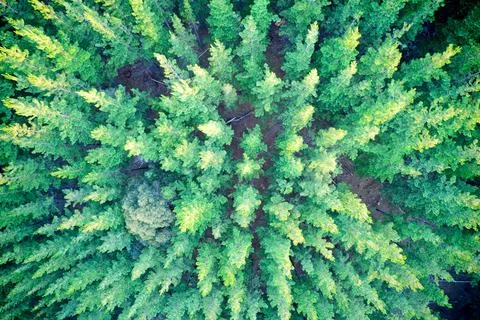 Drone view above of pine forest forming patterns in nature Western Australia. Stock Photos