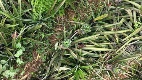 Drone View Across Pineapple Crop Bed Stock Footage 335648285