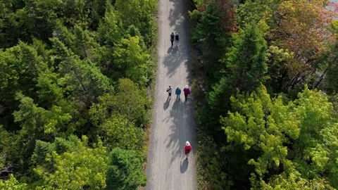 Drone View Of Active Elderly People Walking By Lake In Lush Forest Park Stock Footage 317901144