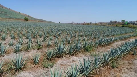 Drone View in Agave Field in Tequila, Mexico Video stock 254280846