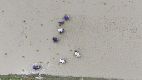 Drone View of Agricultural Work in Rural Bangladesh Stock Footage 335836562
