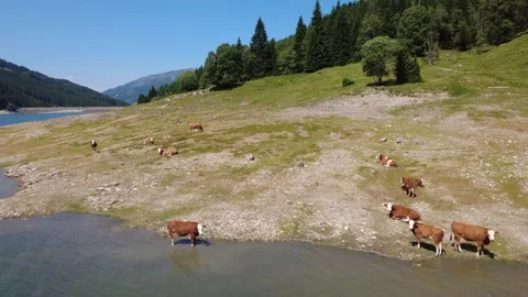 Drone View of Alpine Cows Grazing Near a Serene Lake in the Austrian Mountain Stock Footage 316394449