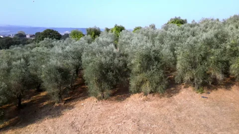 Drone view of amazing rustic olive trees plantation on Italian countryside Stock-Footage 162892344