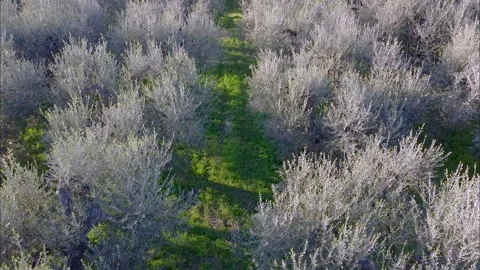 Drone view of amazing rustic olive plantations, green olive trees Stock Footage 167915234