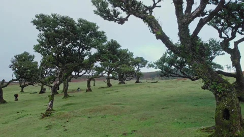 Drone view of the ancient laurel forest on the mountain Stock Footage 304234413
