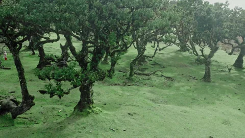Drone view of the ancient laurel forest on the mountain Stock Footage 311879262