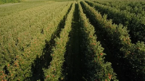 Drone view of apple orchard Video stock 118432374