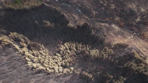 Drone view of area affected by fire during global warming. 4K Video. Stock Footage 160849891