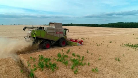 Drone view around a combine harvester harvests wheat in cloudy weather. 스톡 동영상 218978703