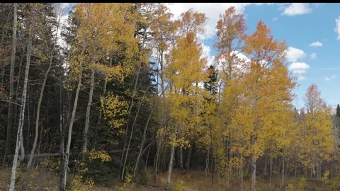 Drone View Of An Aspen Stand At Fall Time Colorado 動画素材 289240207