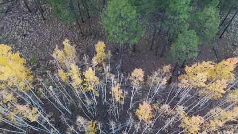 Drone View Of An Aspen Stand At Fall Time In Arizona 库存影片 320026814