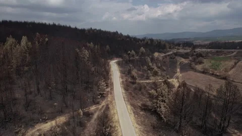 Drone view of an asphalt road surrounded by burnt trees. 4K Video. Stock-Footage 160849873